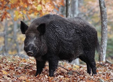 Un cinghiale nel bosco