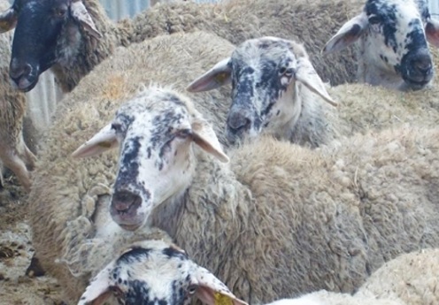 Un gruppo di pecore